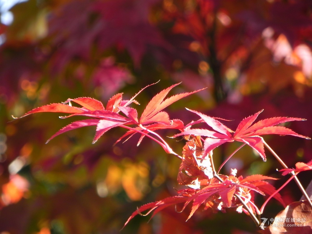 红枫秋思谁倾听