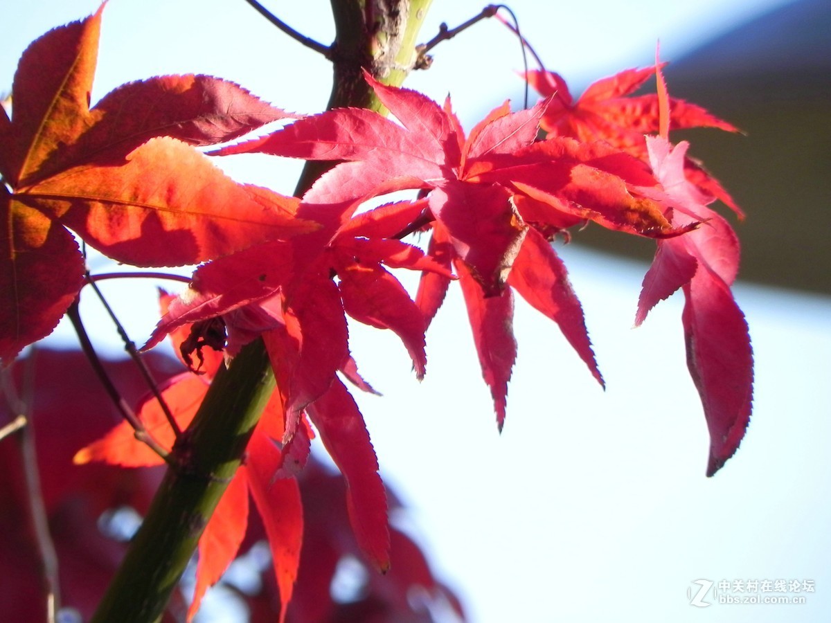 红枫秋思谁倾听