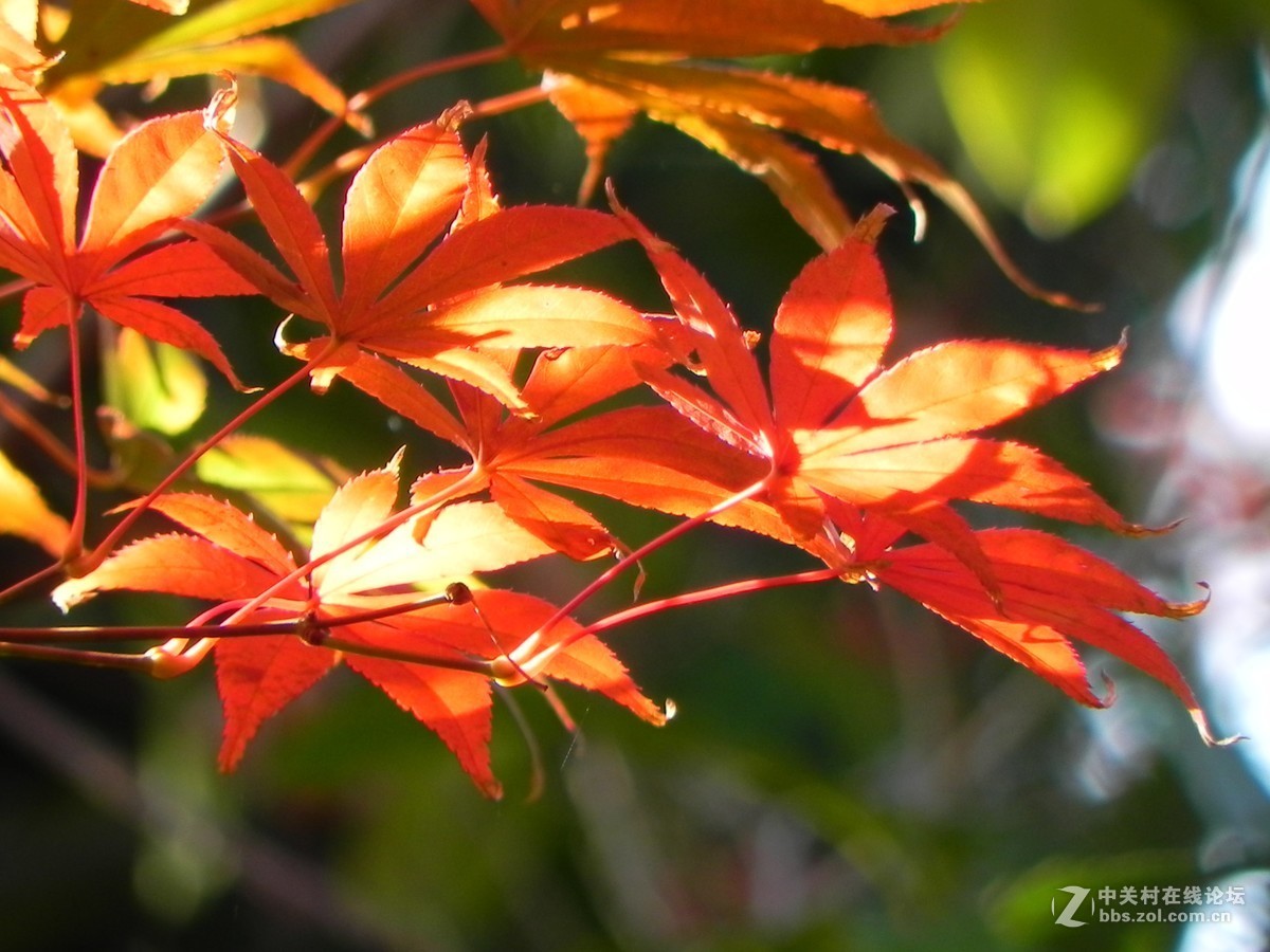 红枫秋思谁倾听