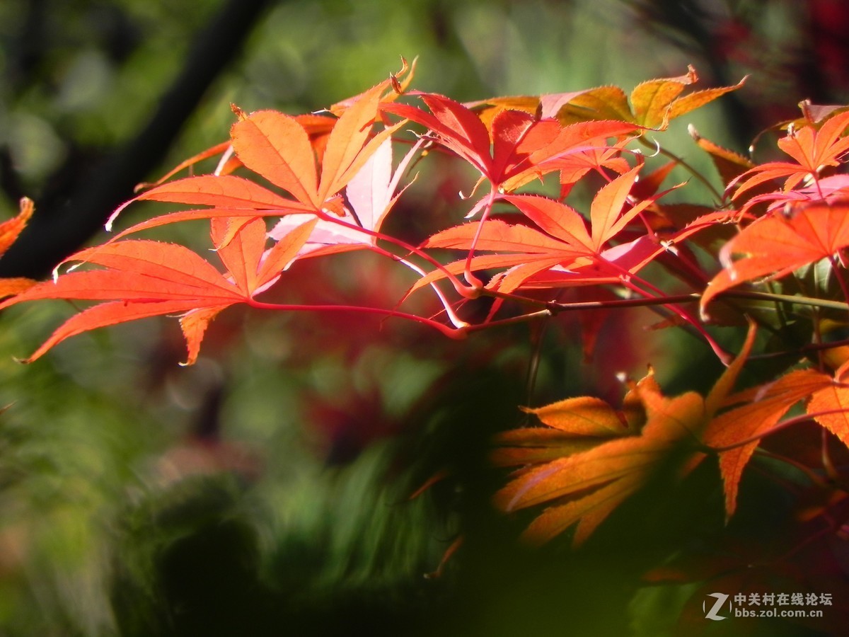 红枫秋思谁倾听