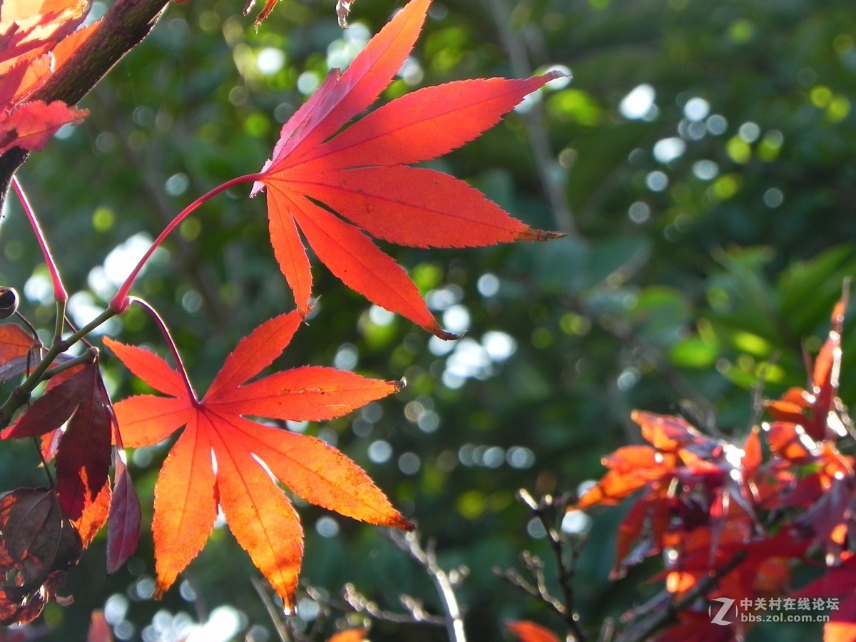 红枫秋思谁倾听