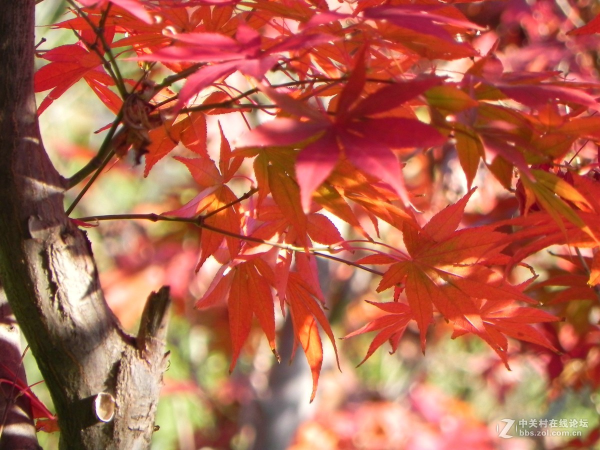 红枫秋思谁倾听