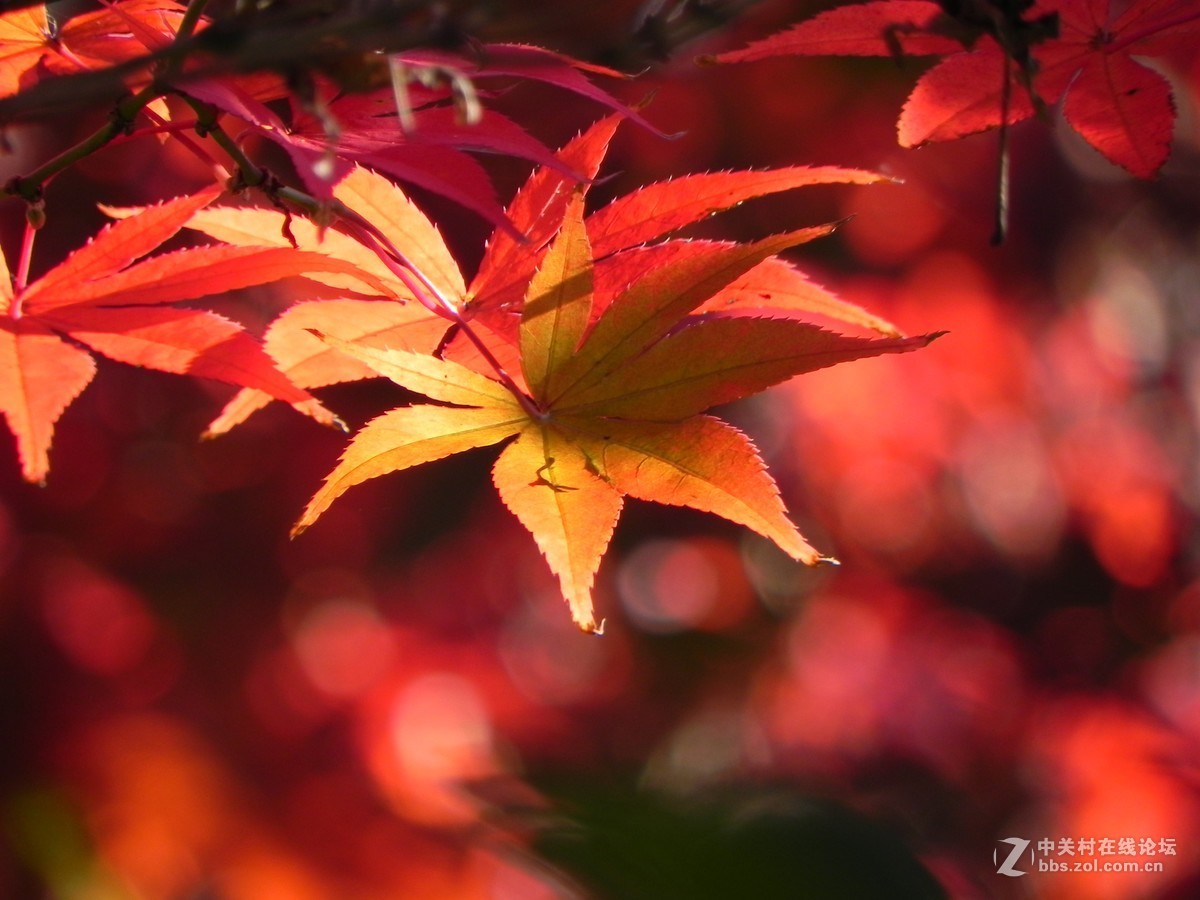 红枫秋思谁倾听