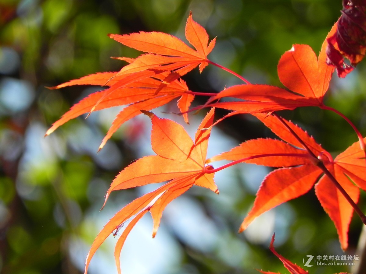 红枫秋思谁倾听