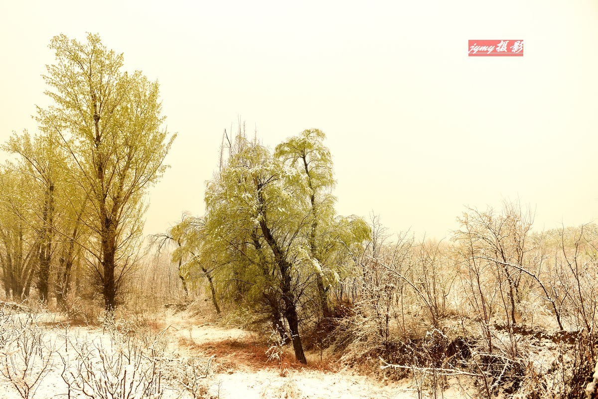 清明时节雨雪纷纷、大地到处银装素裹、尽显美景妖娆——拍摄于2018年4月5日清明节