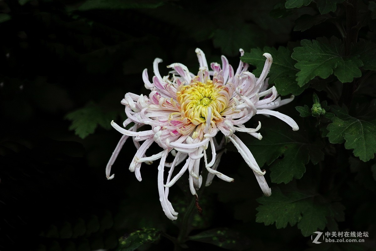 菊花—（6）