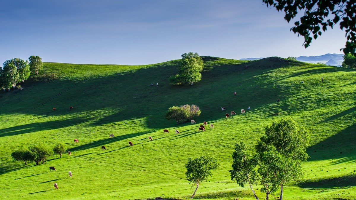 美丽的草原斜阳下的白家窝铺牧场