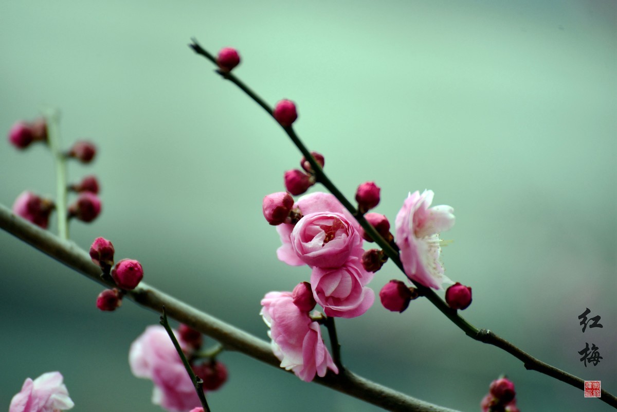 红梅赞