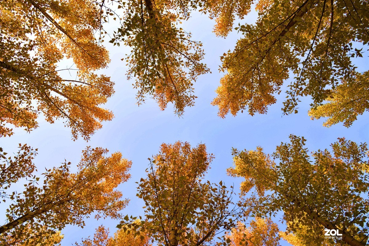 #ZOL月赛晒秋#   —秋天的歌
