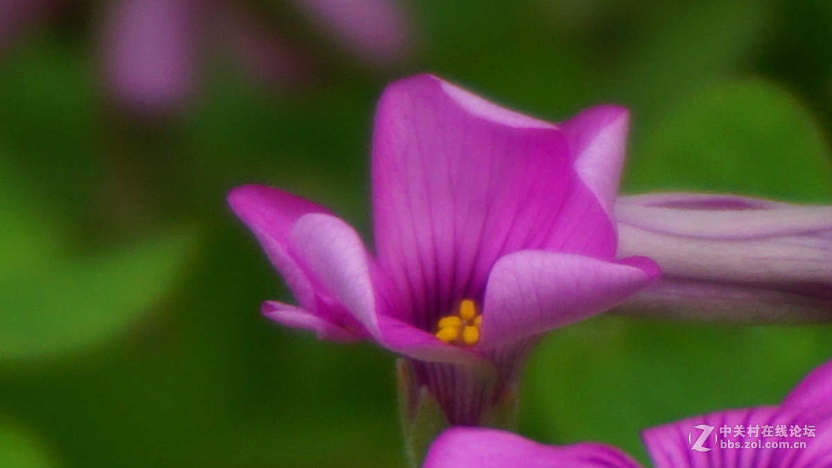 索尼 sony a6000套头（E PZ16-50mmF3.5-5.6）超强微距拍摄 （采用数字变焦拍摄）