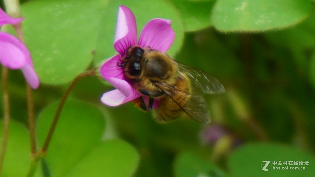 索尼 sony a6000套头（E PZ16-50mmF3.5-5.6）超强微距拍摄 （采用数字变焦拍摄）