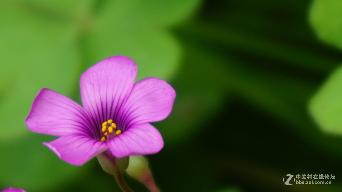 索尼 sony a6000套头（E PZ16-50mmF3.5-5.6）超强微距拍摄 （采用数字变焦拍摄）