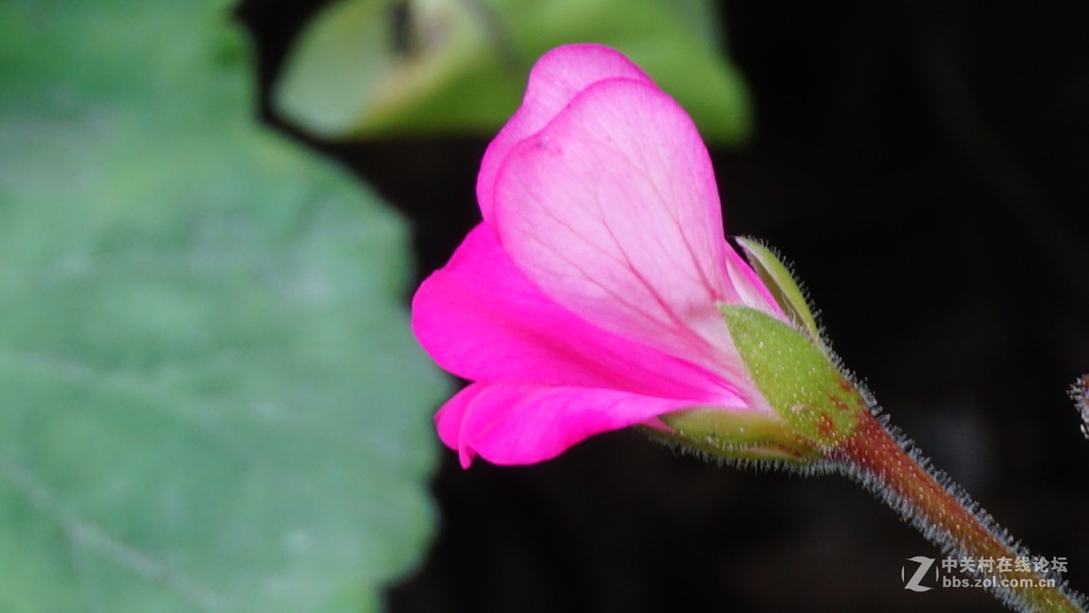 索尼 sony a6000套头（E PZ16-50mmF3.5-5.6）超强微距拍摄 （采用数字变焦拍摄）