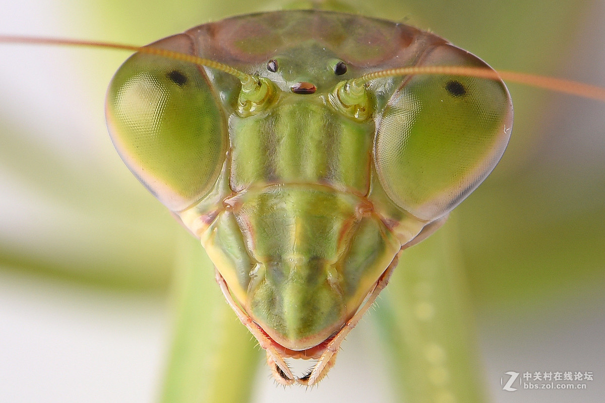 螳螂的嘴巴图片