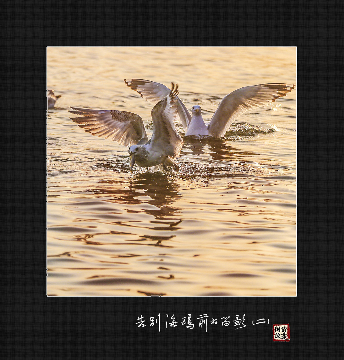 【影趣】各别海鸥前的留影（二）