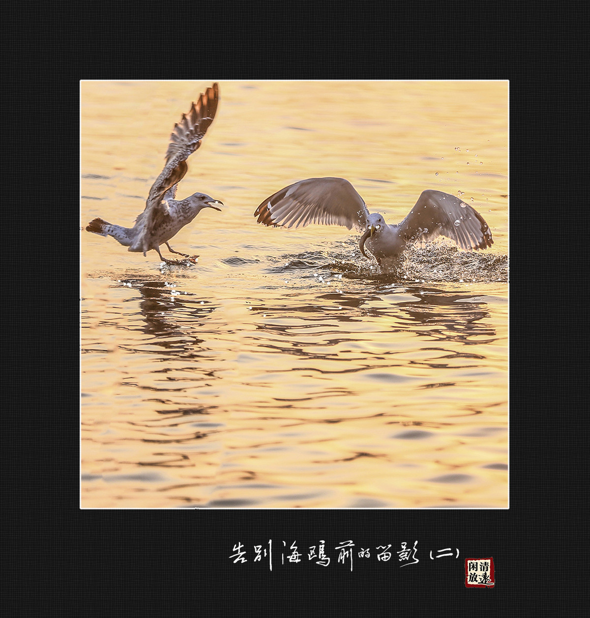 【影趣】各别海鸥前的留影（二）