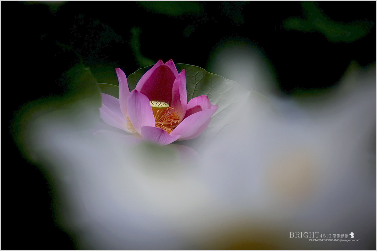 #版主坐堂#【天津版块】2016年8-10月金钻精华汇总