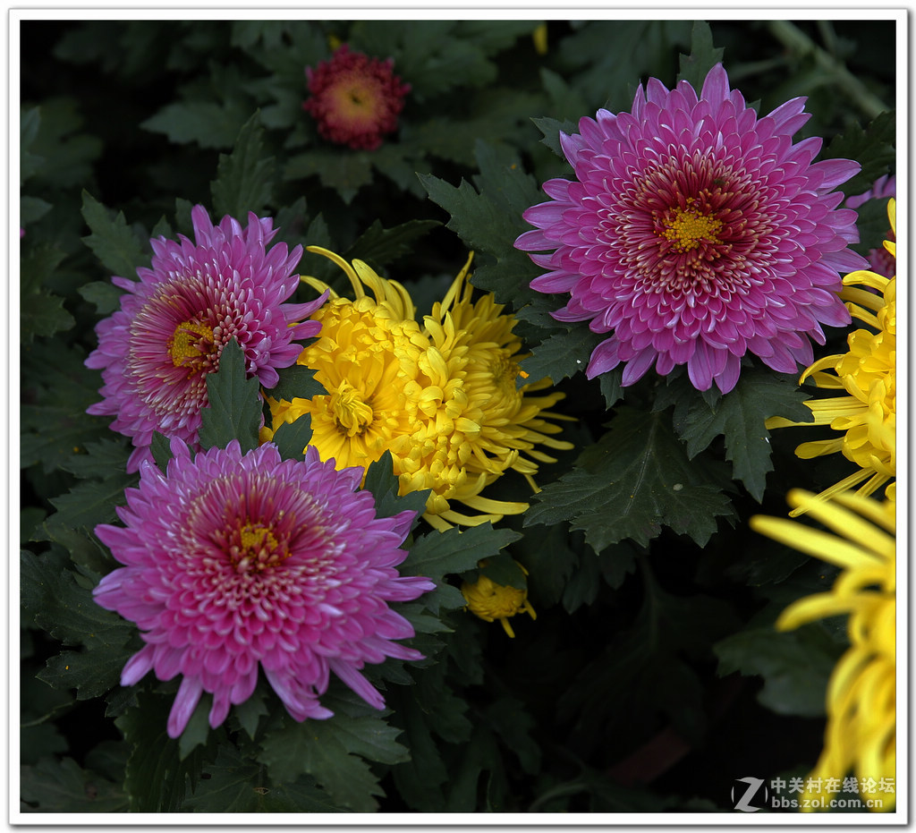 菊花......