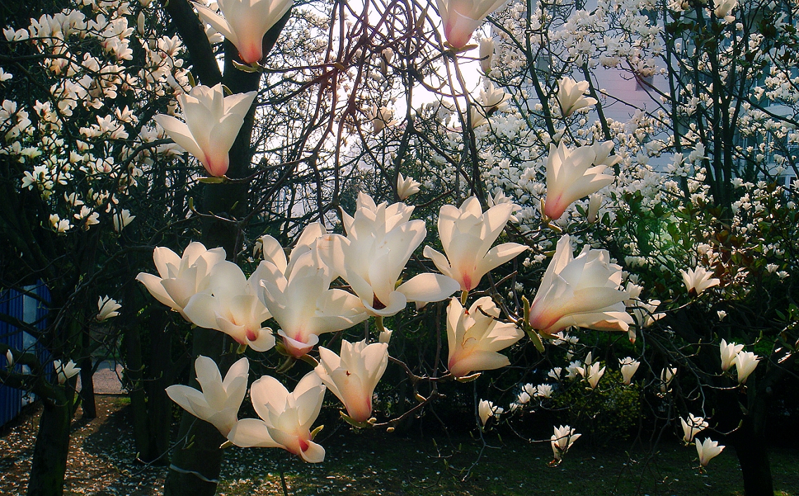 卡尔蔡司出片《白色兰花》哈哈！穷人买不起德头只能用蔡司头索尼卡片来景深安慰了！