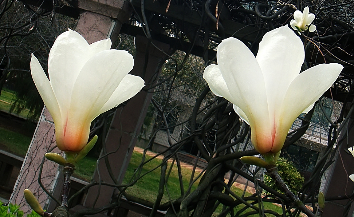 卡尔蔡司出片《白色兰花》哈哈！穷人买不起德头只能用蔡司头索尼卡片来景深安慰了！