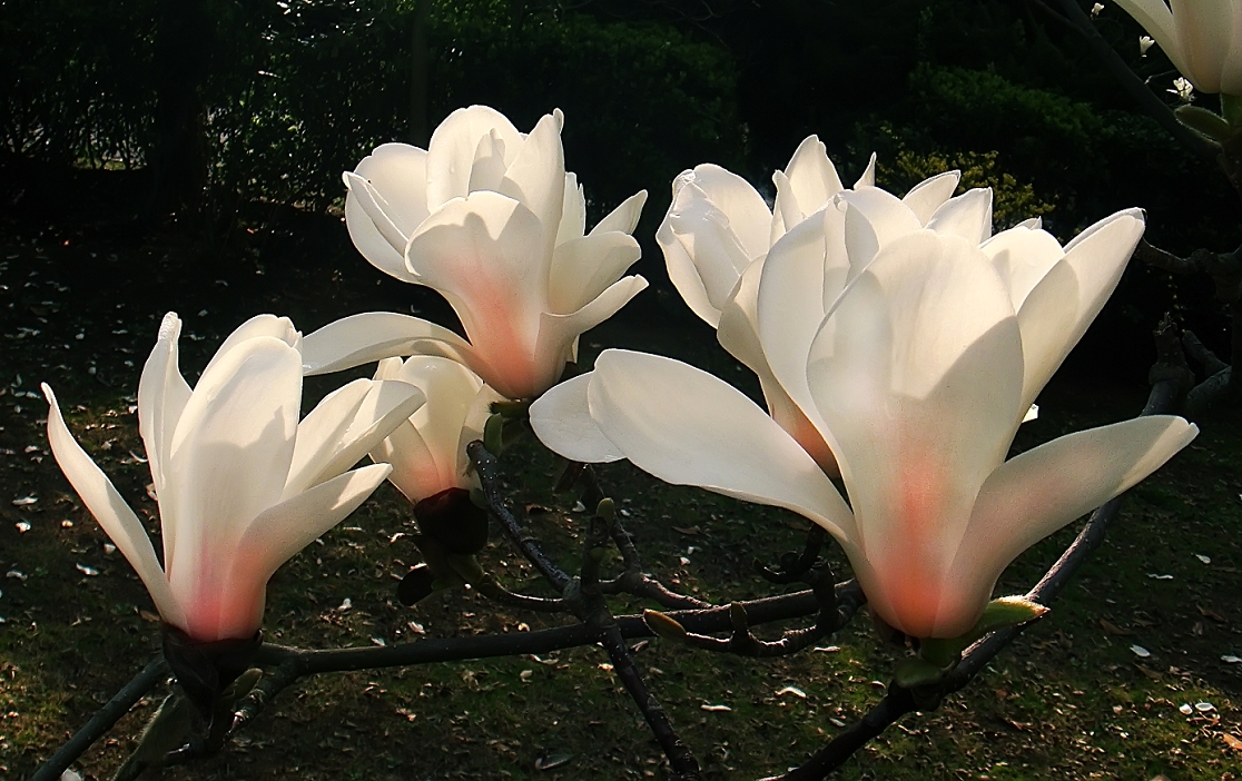 卡尔蔡司出片《白色兰花》哈哈！穷人买不起德头只能用蔡司头索尼卡片来景深安慰了！