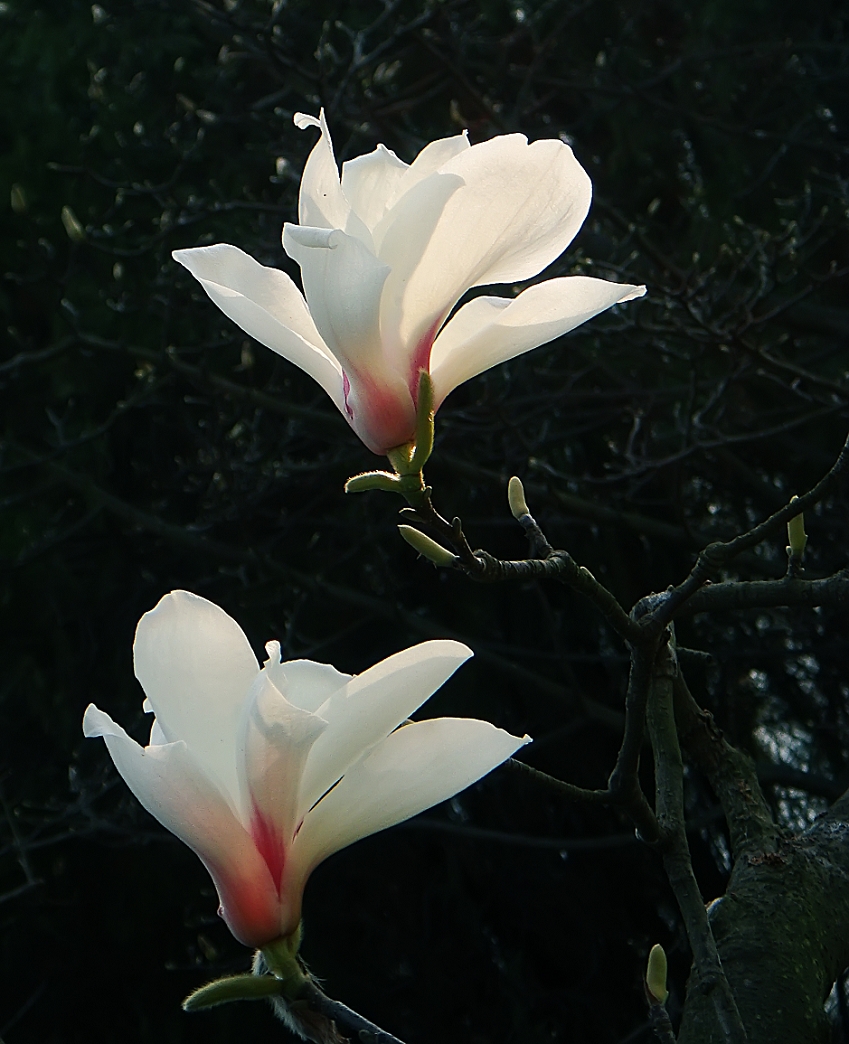 卡尔蔡司出片《白色兰花》哈哈！穷人买不起德头只能用蔡司头索尼卡片来景深安慰了！