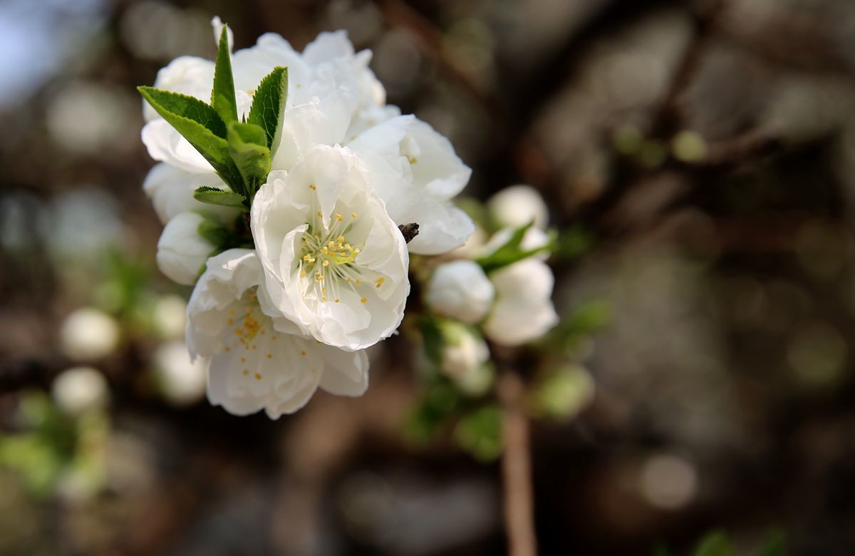 万城华府白桃花
