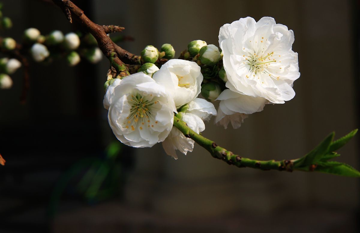 万城华府白桃花