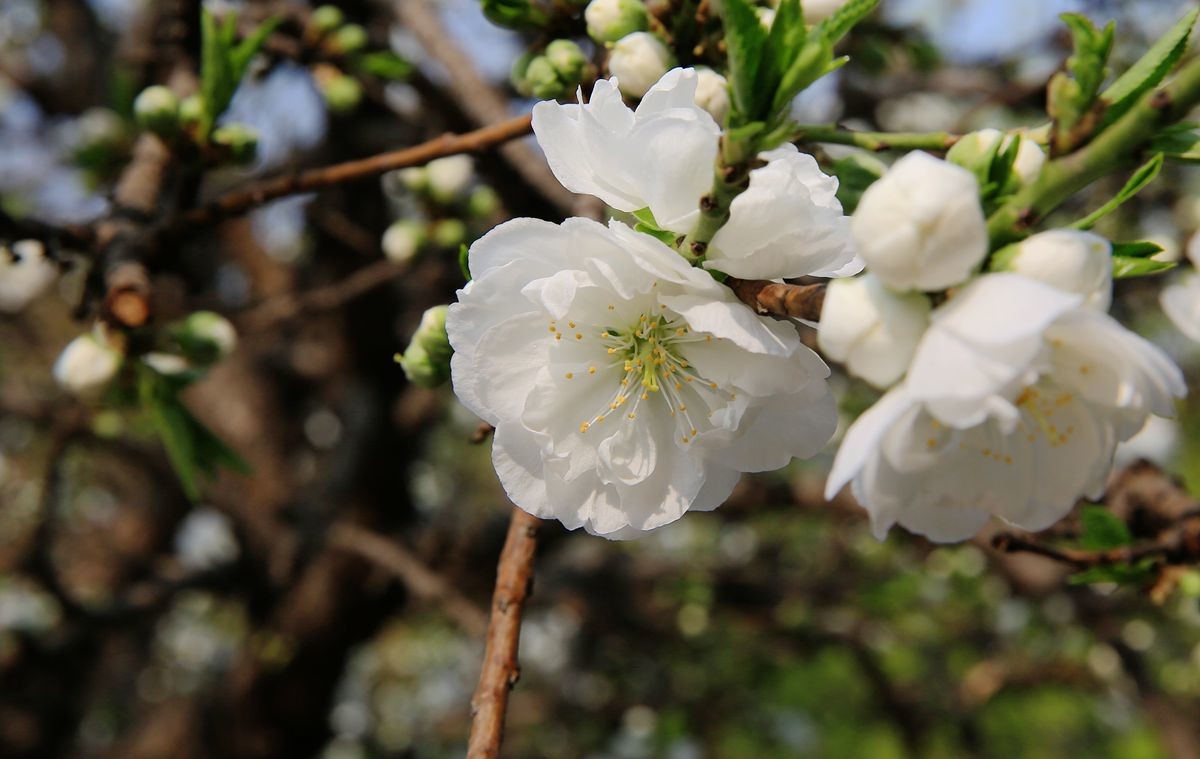 万城华府白桃花
