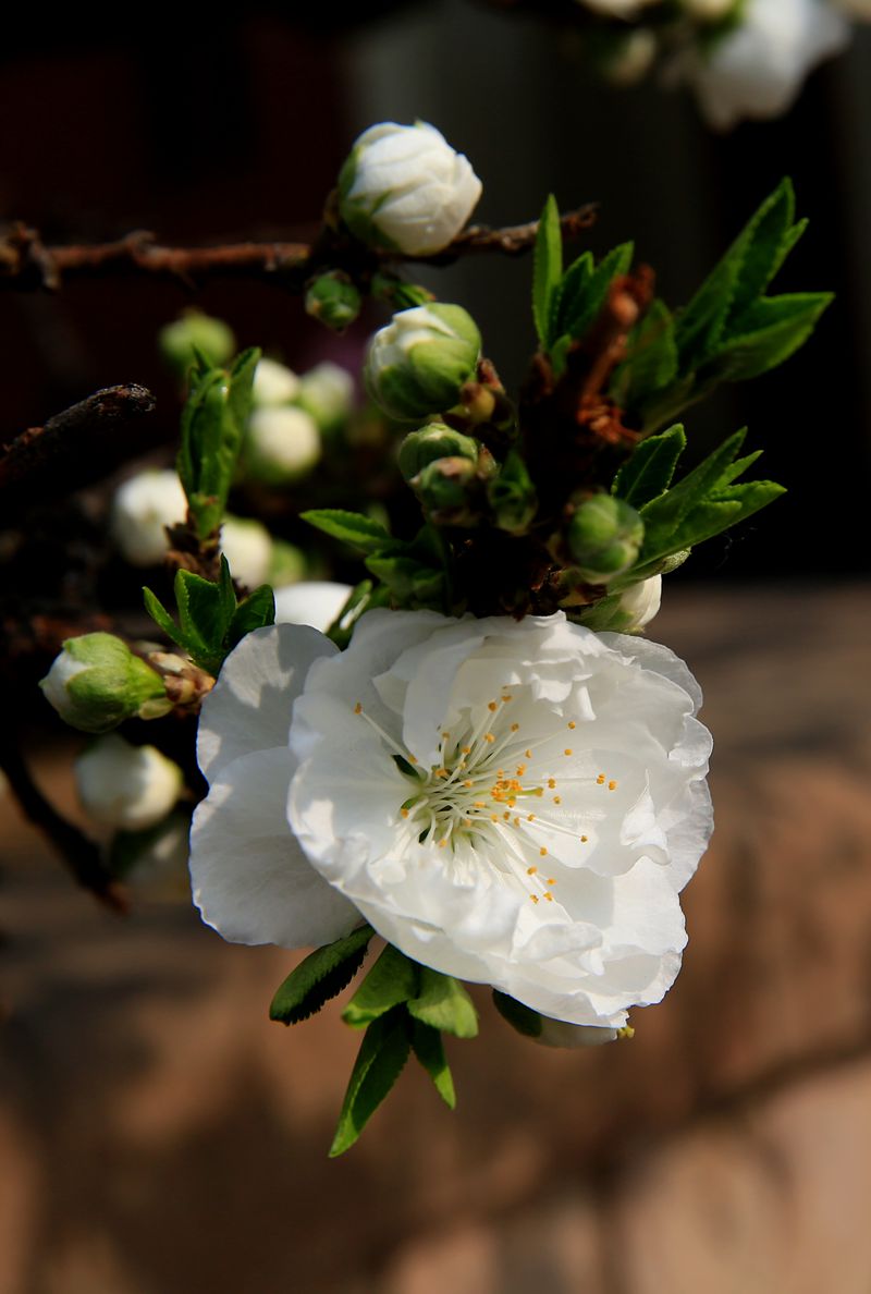 万城华府白桃花