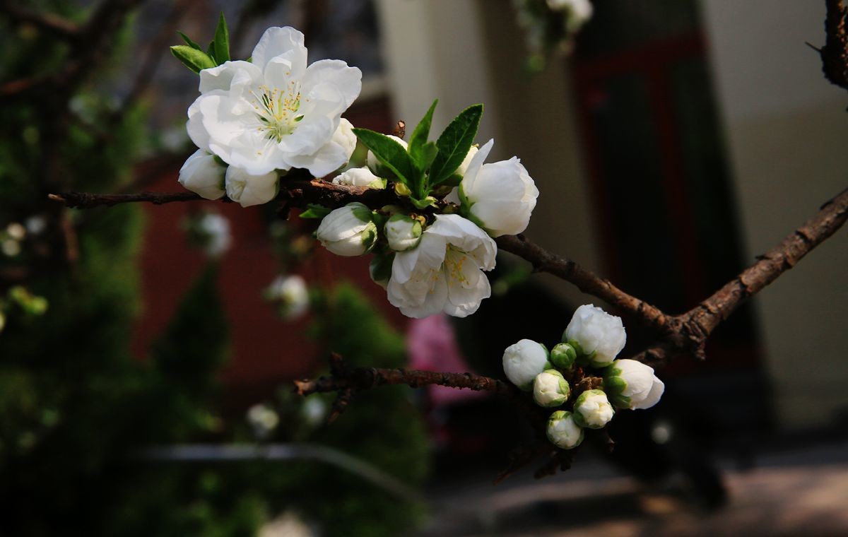 万城华府白桃花