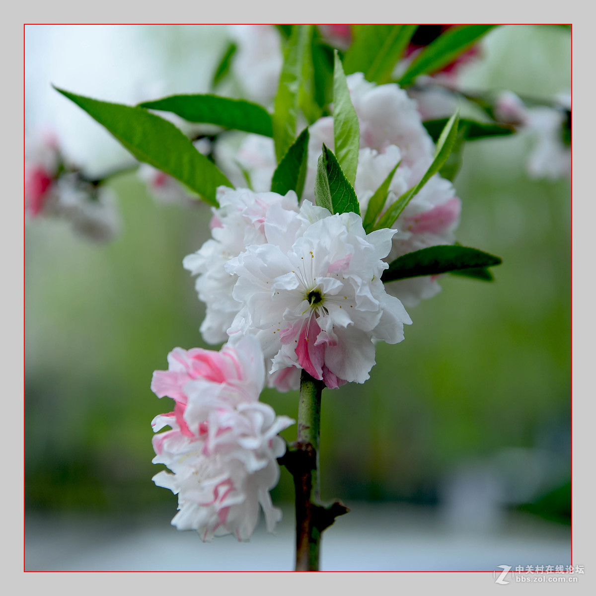 红白争艳花盛开