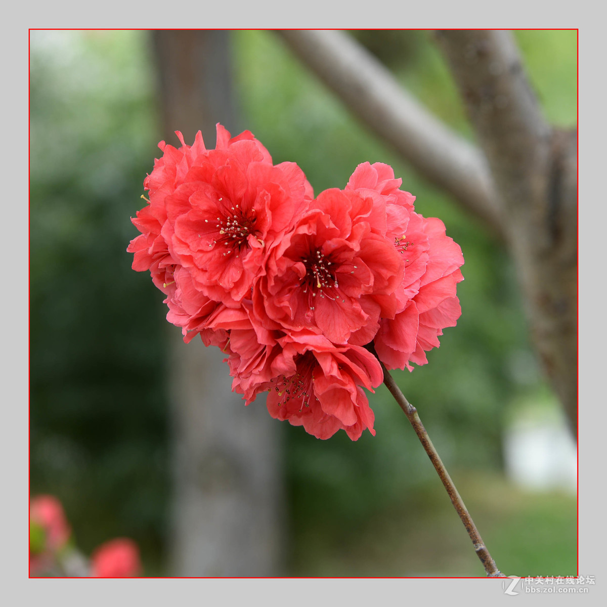 红白争艳花盛开