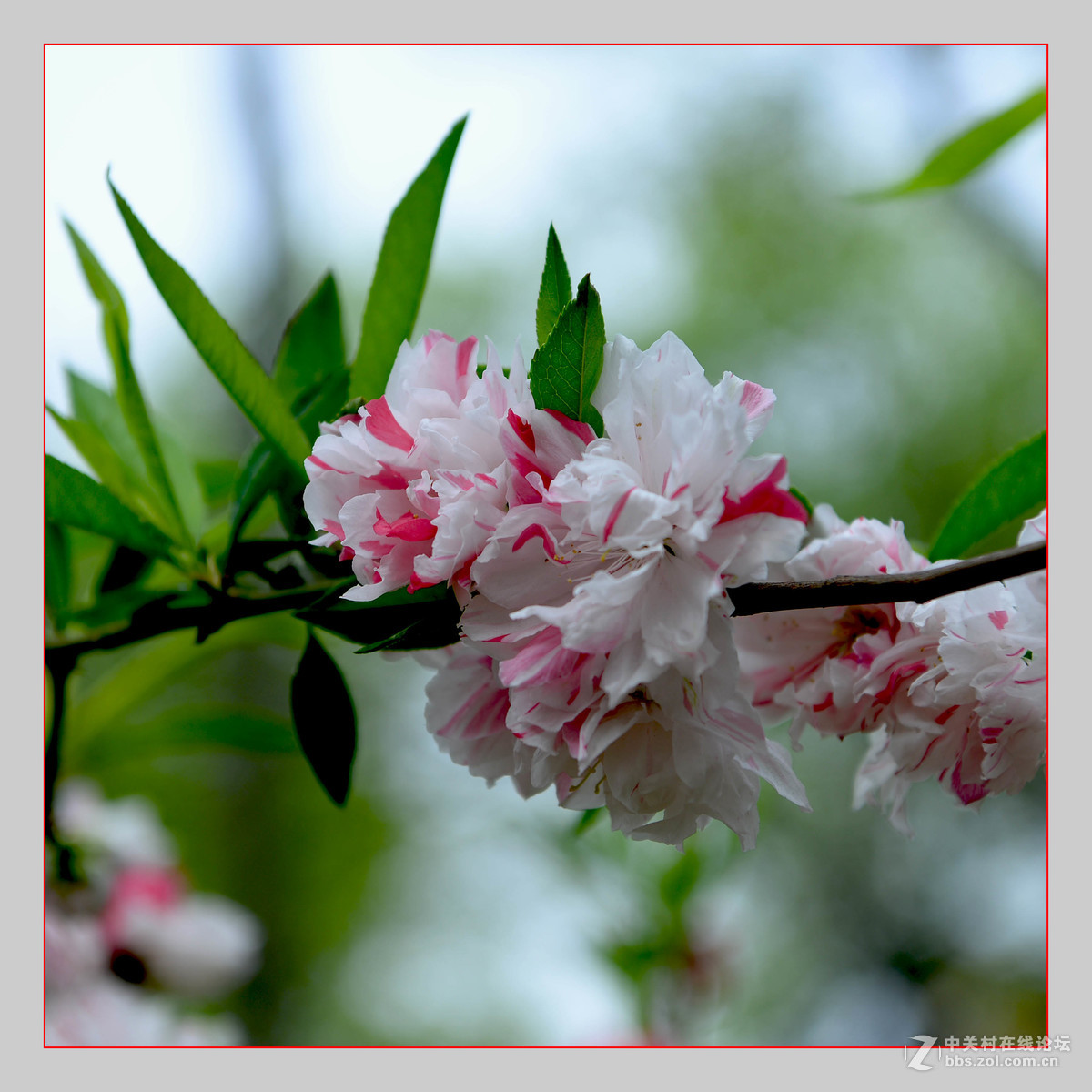 红白争艳花盛开