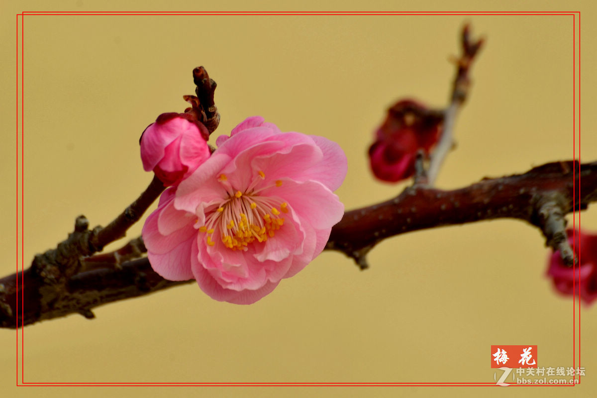 植物园里拍——梅花