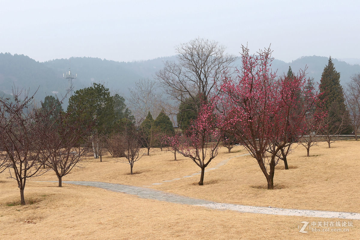 植物园里拍——梅花