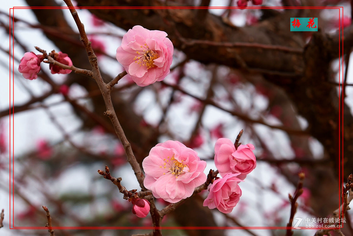 植物园里拍——梅花