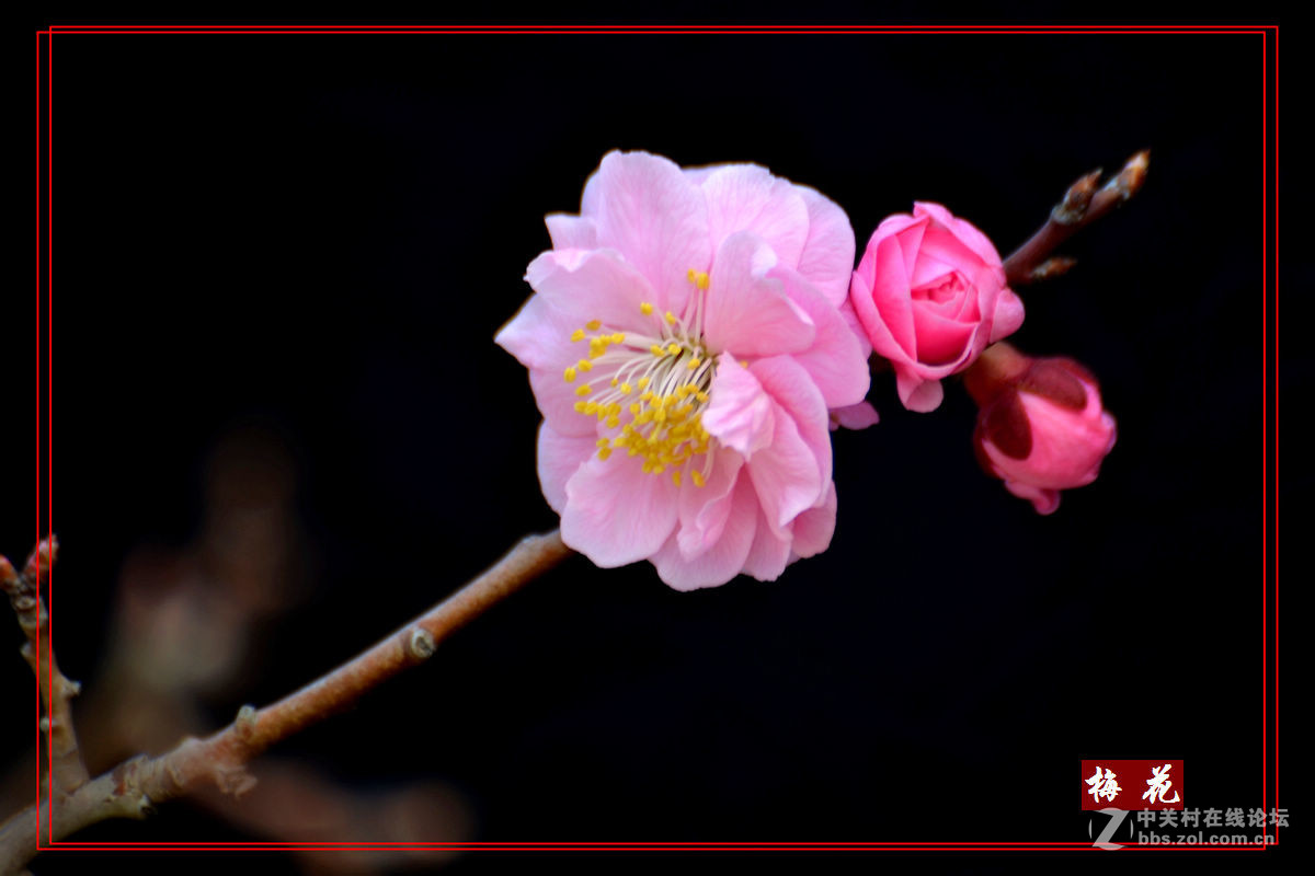 植物园里拍——梅花