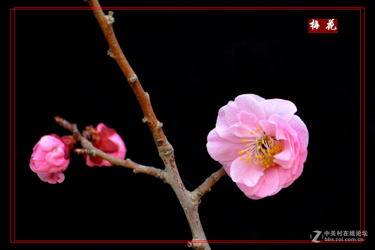 植物园里拍——梅花