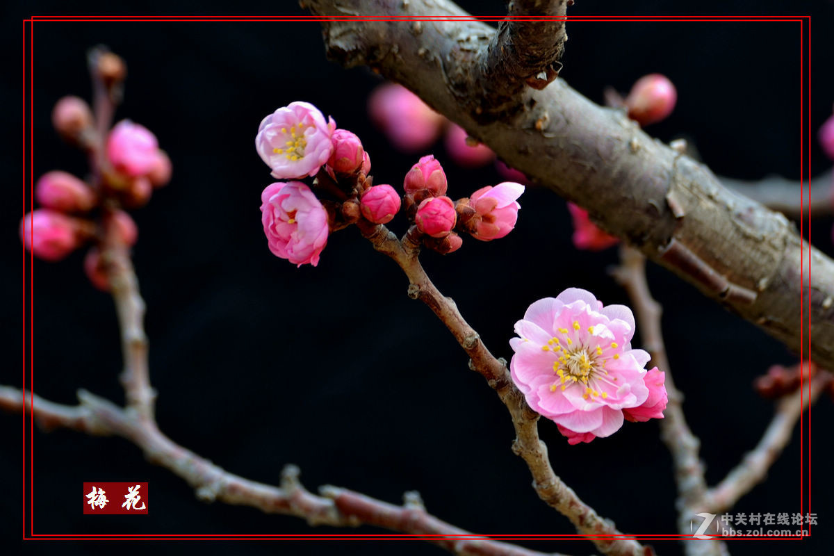 植物园里拍——梅花