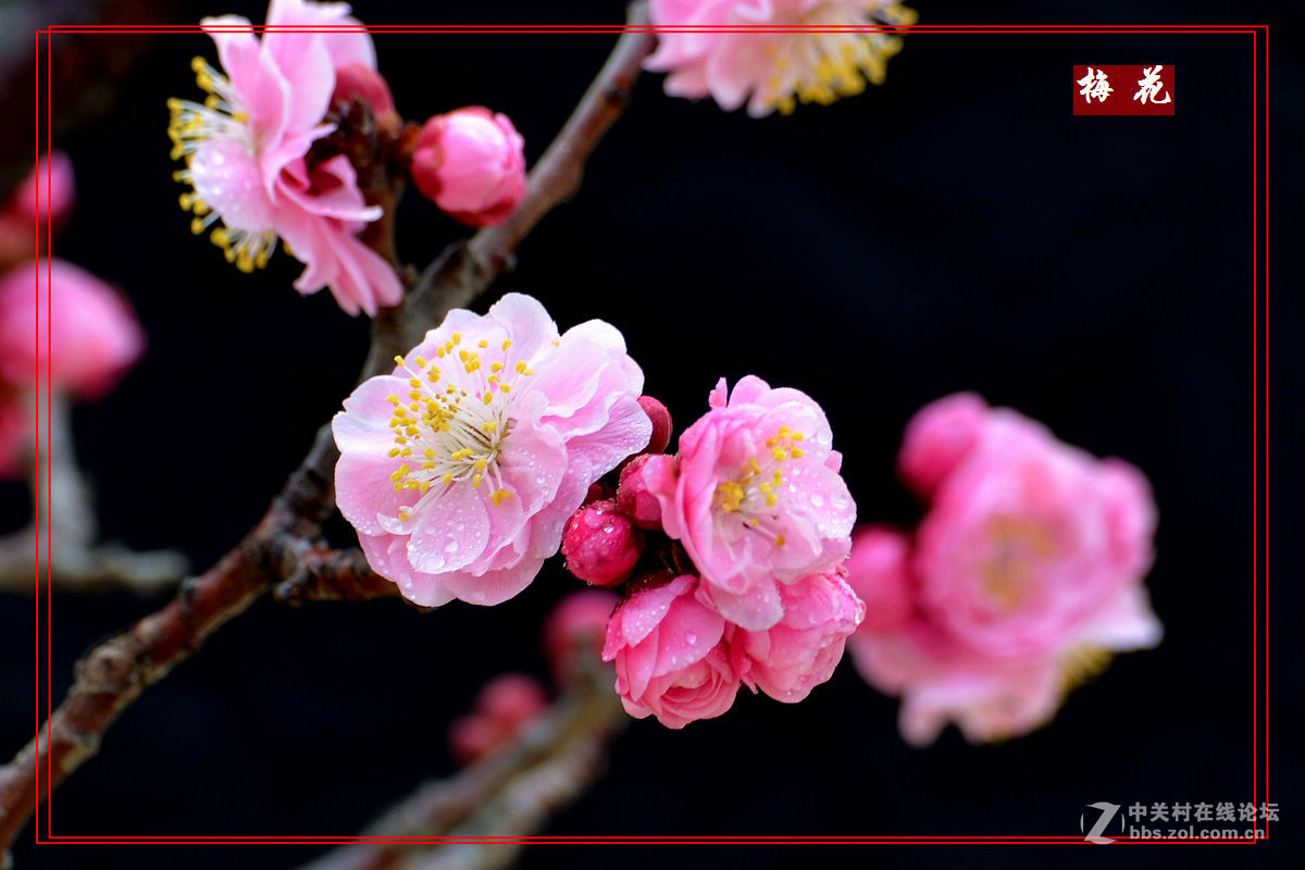 植物园里拍——梅花