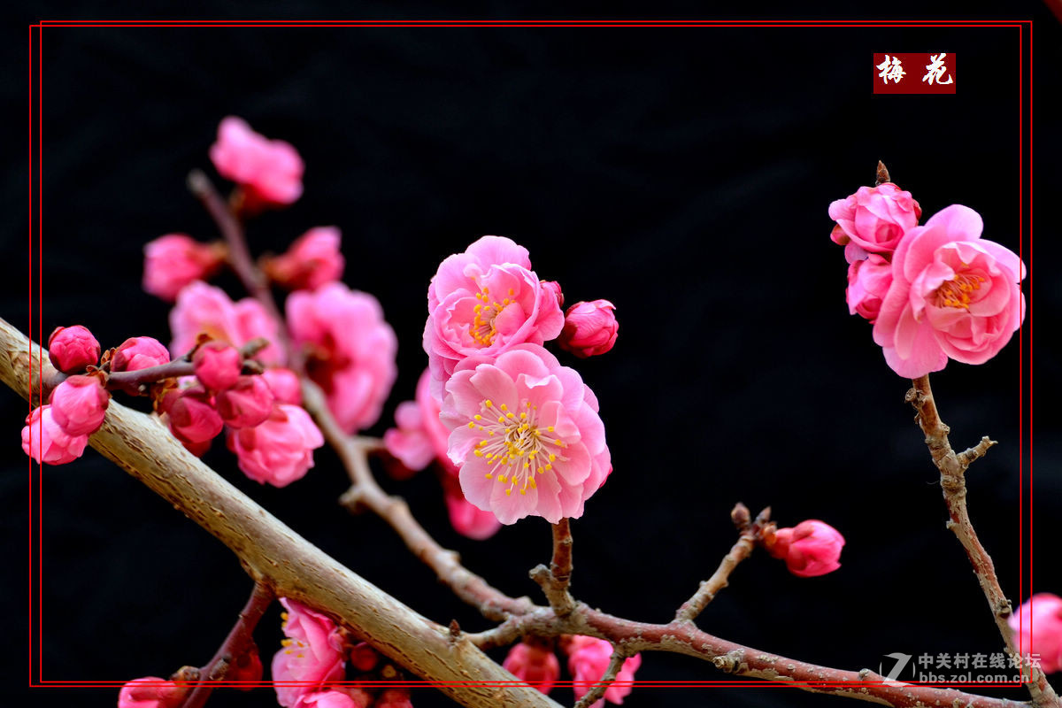 植物园里拍——梅花