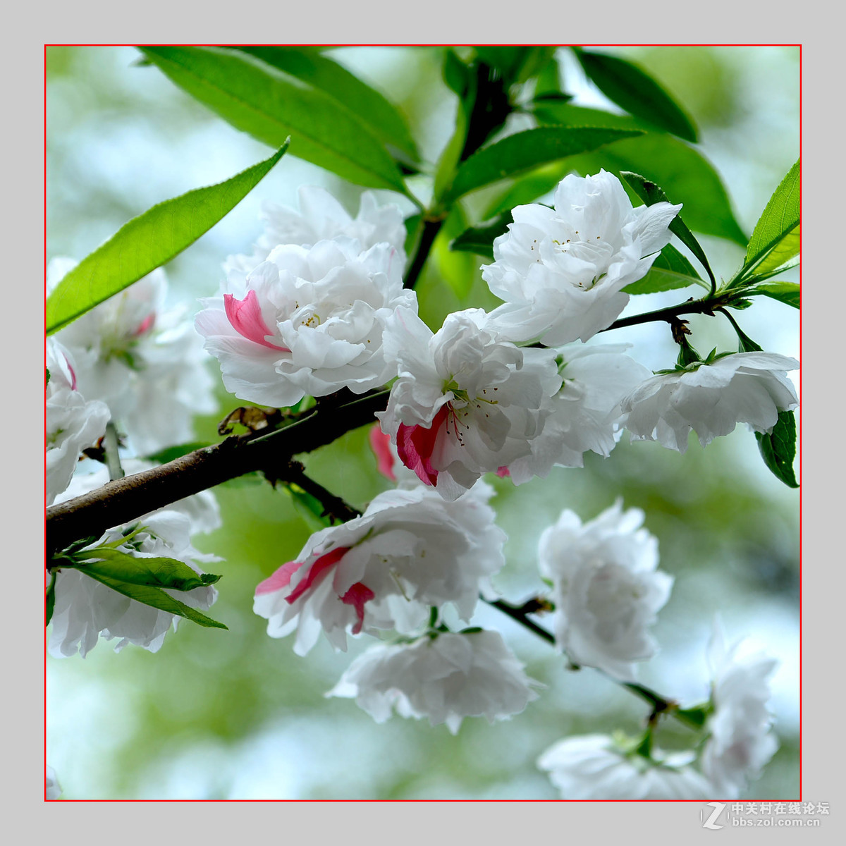 红白争艳花盛开