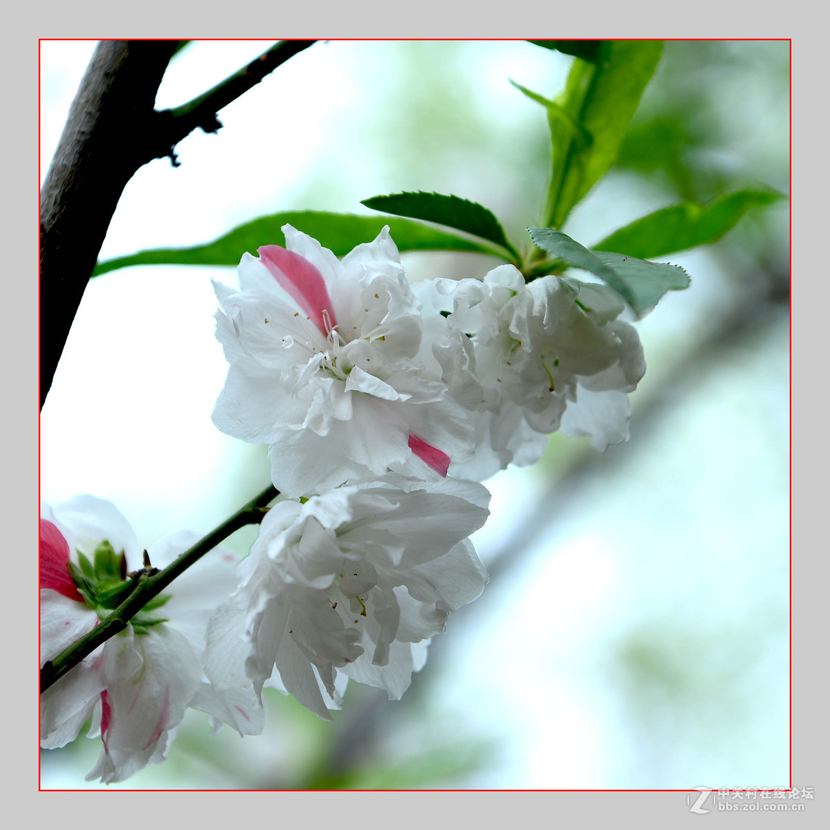 红白争艳花盛开