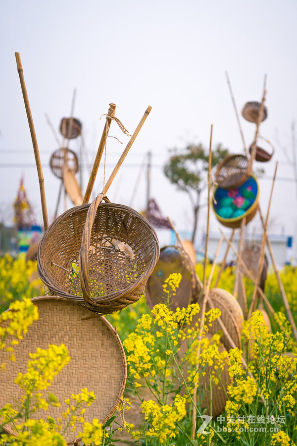 奉贤庄行菜花节掠影1