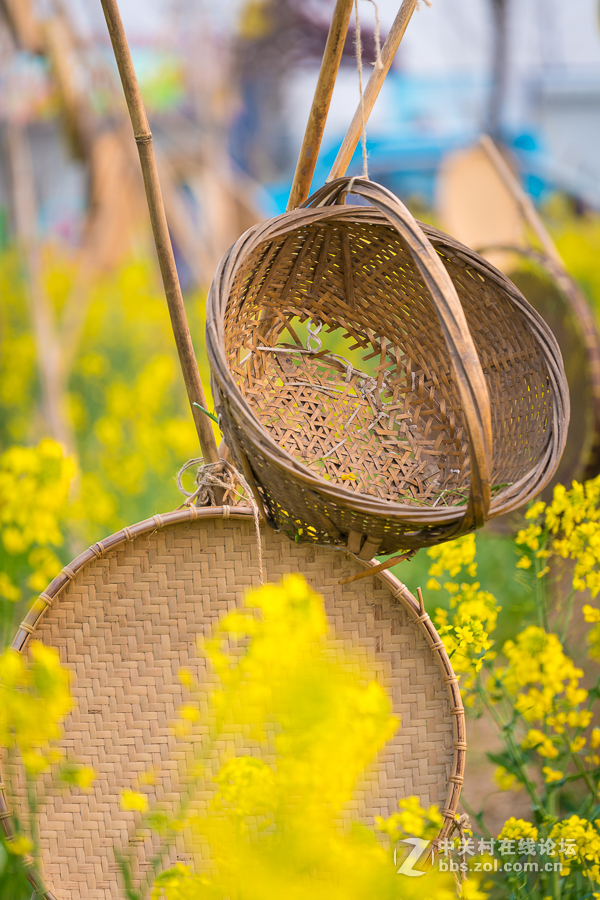 奉贤庄行菜花节掠影1