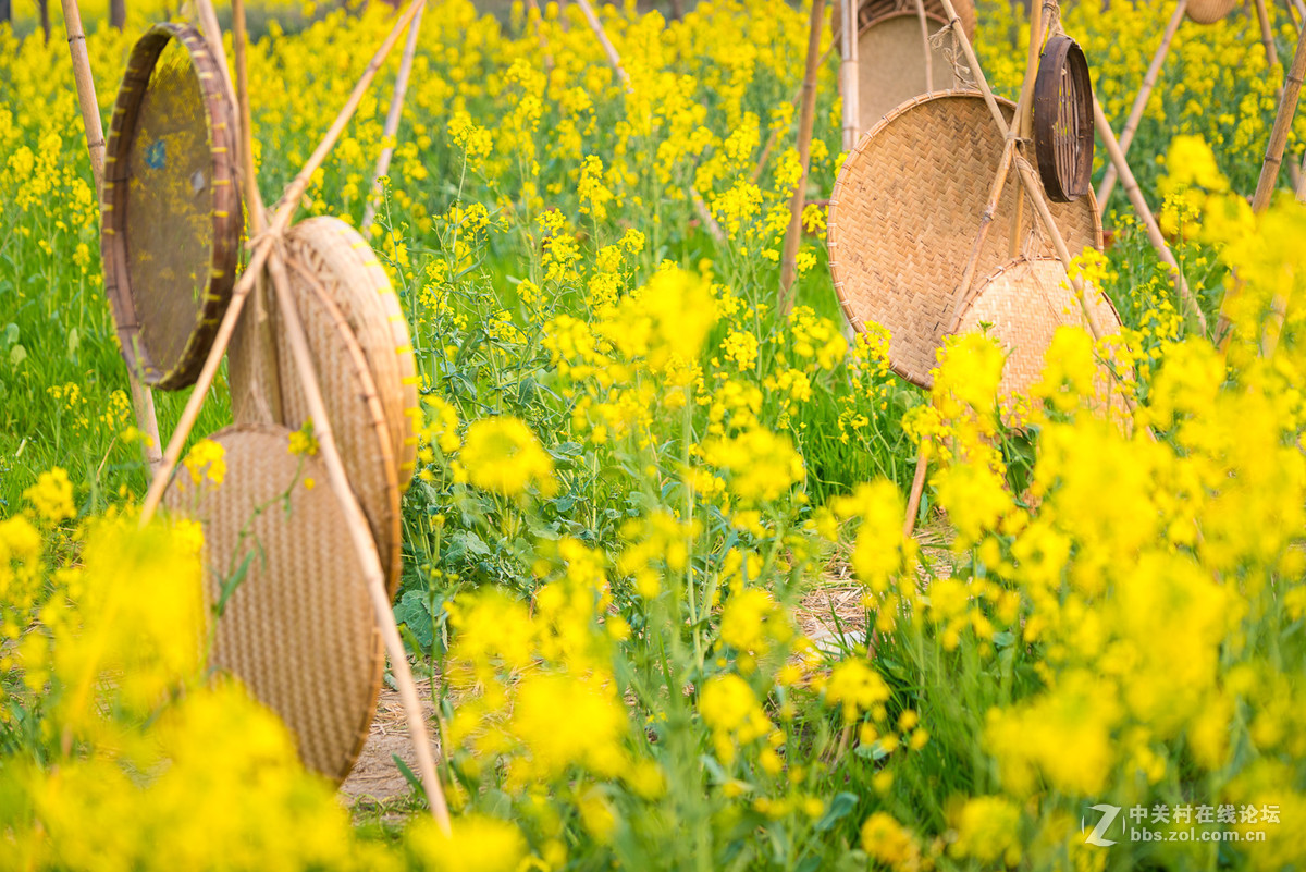 奉贤庄行菜花节掠影1