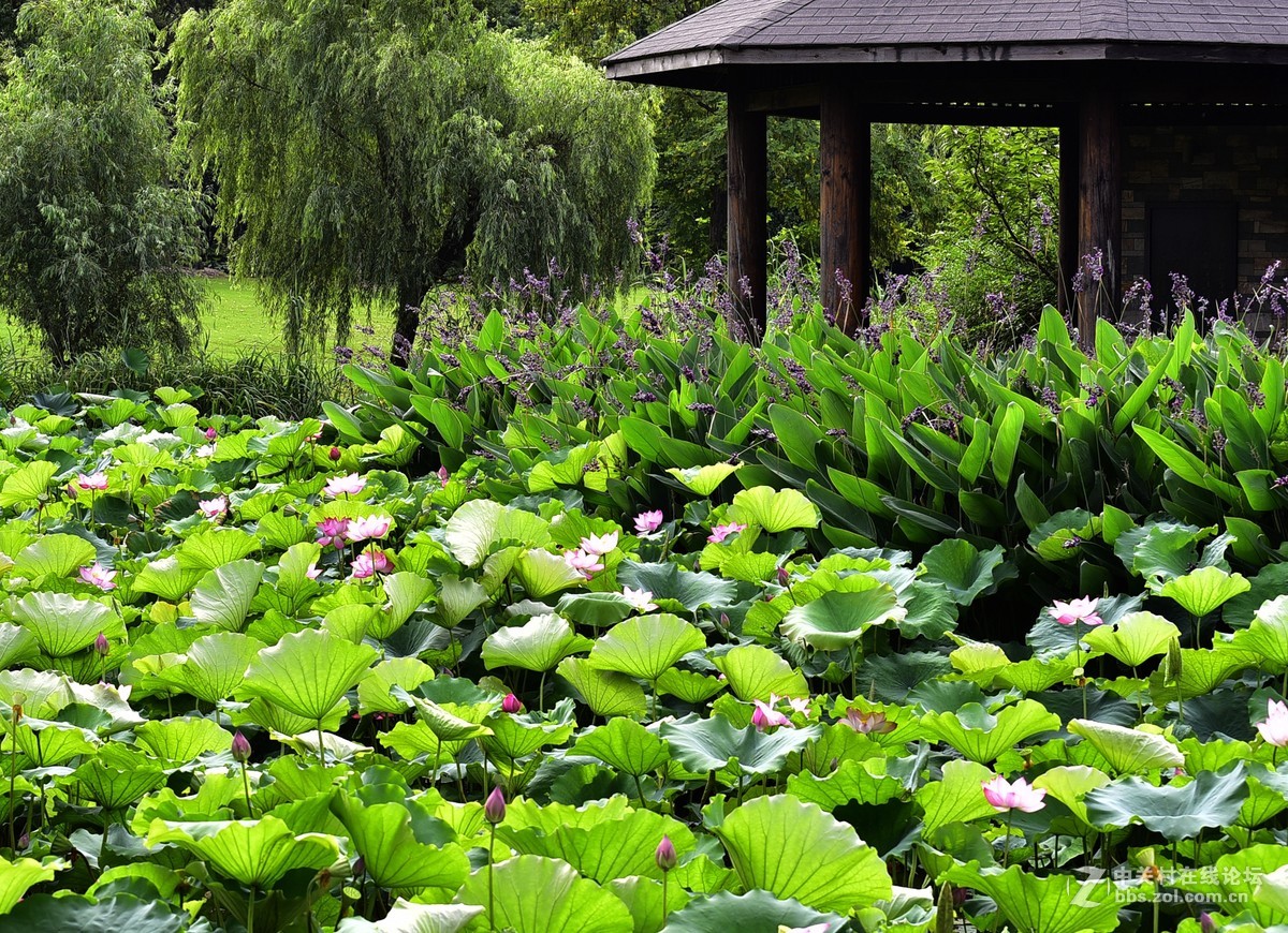 顾村公园内拍荷花2