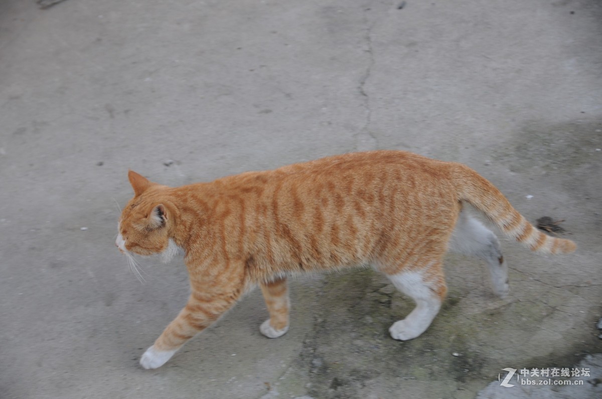 小猫