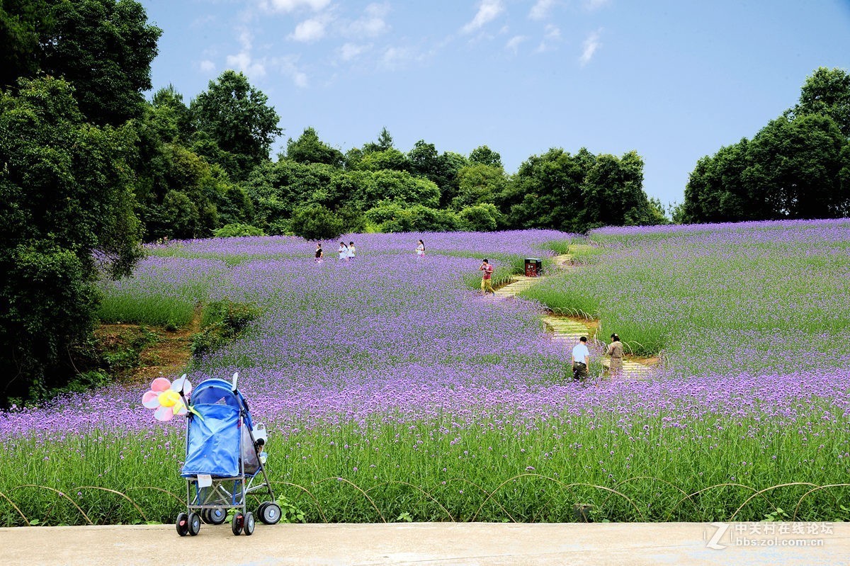 石象湖花卉艳丽